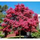  Lagerstroemia Indica Pink Grm Lagerstromia s najduljim cvjetanjem SADNJA