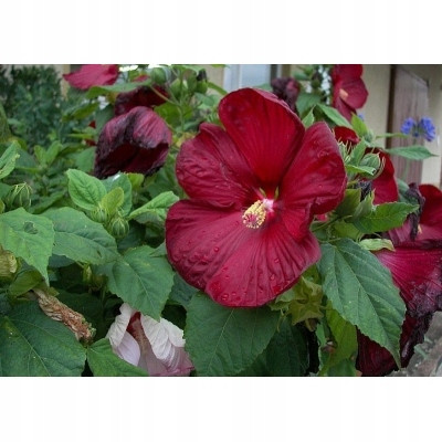  14 CRVENI MOČVARNI HIBISKUS art. broj 194D