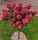  HORTENSIA FRAISE MELBA PINK-CRVENA na deblu Hortenzija Tree 90-110cm