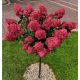  HORTENSIA FRAISE MELBA PINK-CRVENA na deblu Hortenzija Tree 90-110cm