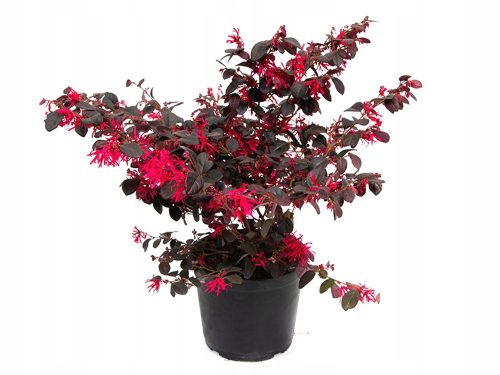  HIT BLACK PEARL * LOROPETALUM CHINENSE crveni grm SJEDNICA 40 CM