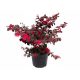  HIT BLACK PEARL * LOROPETALUM CHINENSE crveni grm SJEDNICA 40 CM