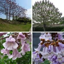  CARP velika Paulownia Oxytree Oxygen Tree Jamstvo