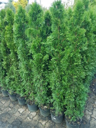  Thuja Emerald 150-160cm Ukorijenjena posuda 5l