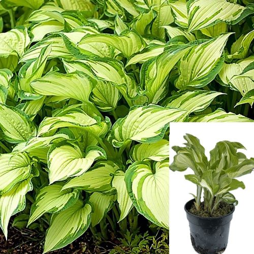  Hosta (funkia) ljubičasta sadnica u posudi od 0,5-1l