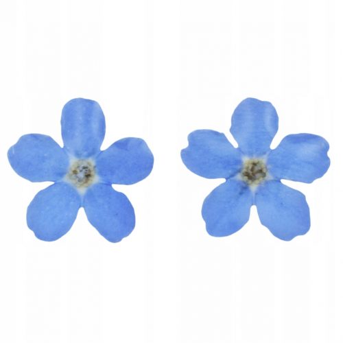  NAUŠNICE PREMAZANE SMOLOM FORGET-ME-NET FLOWER Stud NAUŠNICE BESPLATNA POSVETA