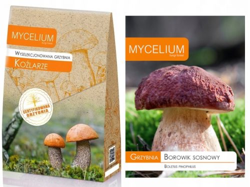  Odabrani micelij Mycelium Leccinum