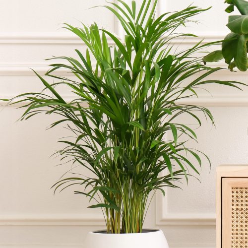  Sadnica palme Dypsis lutescens u posudi od 1-2 litre